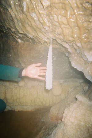 Crystal-Encrusted Carrot