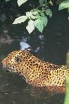 Jaguars, still numerous within the canyon reserve