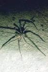 A cave spider